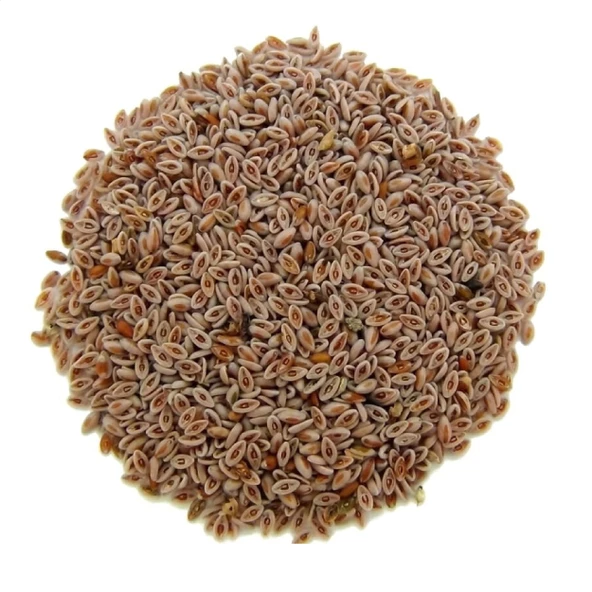 Karnıyarık Tohumu 1 kg, Derya Eren - 2