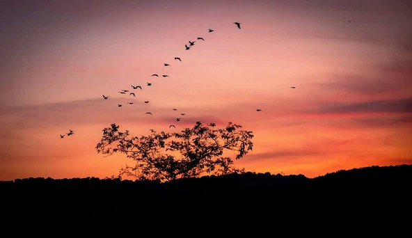 Günbatımı Ağaç ve Kuş Gölgesi Manzaralı Duvar Kağıdı - Resim 7
