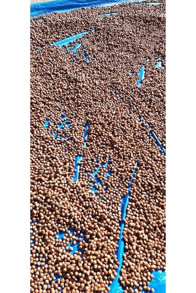 KABUKLU FINDIK--2,5KĞ - 4