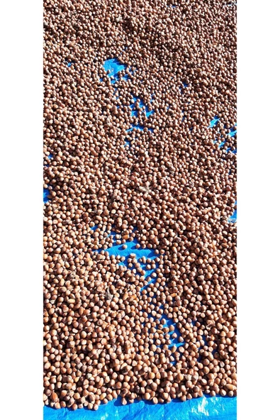 KABUKLU FINDIK--2,5KĞ - 5