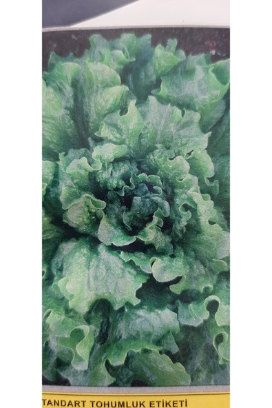 KOLUKISA TARIM YAZLIK KIVIRCIK TOHUMU - Resim 2