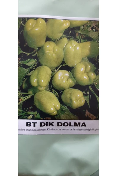 KOLUKISA TARIM DİK DOLMA BİBER TOHUMU - 2