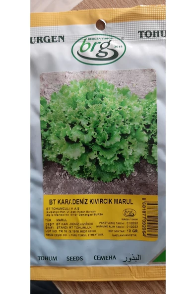 KOLUKISA TARIM KARADENİZ KIVIRCIK MARUL TOHUMU - 2