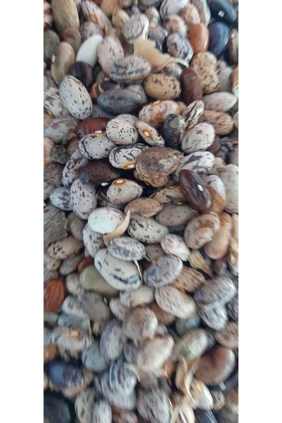 KOLUKISA TARIM ERKENCİ TİP ATA DEDE BARBUNYA SIRIK FASULYE TOHUMU - Resim 3