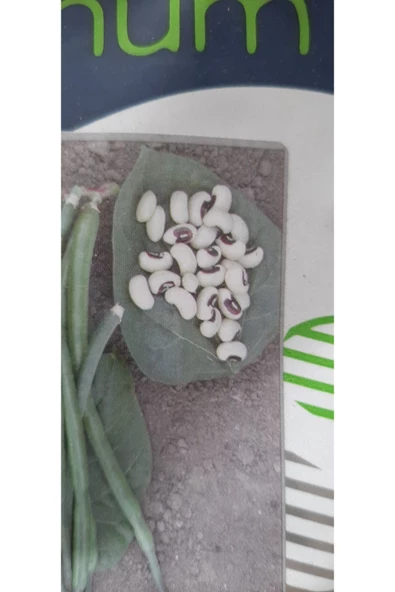 KOLUKISA TARIM BÖRÜLCE TOHUMU - Resim 2