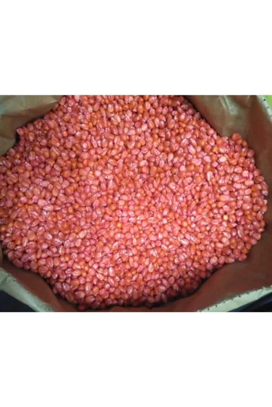 Mısır Tohumu Süt Mısır 100 Gr Mas Yaklaşık 300 Adet - 5