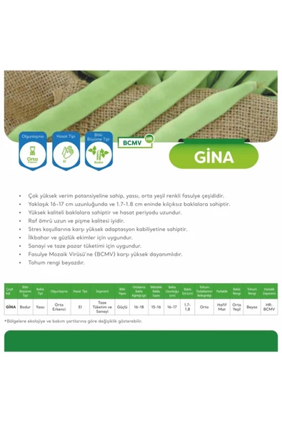 Gina Bodur Fasülye Tohumu 2 Kg - Resim 2