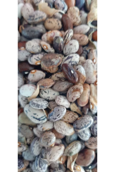 KOLUKISA TARIM ERKENCİ TİP ATA DEDE BARBUNYA SIRIK FASULYE TOHUMU - Resim 4