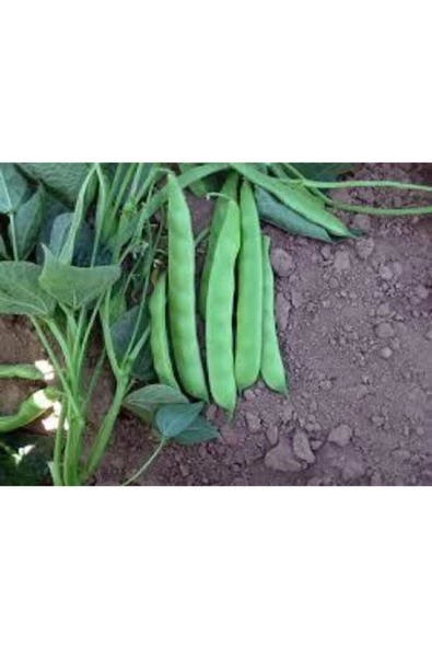 15 Adet Tohum Kılçıksız Sırık Ayşe Kadın Fasülye Tohum Fasulye Tohum ürün görseli 1