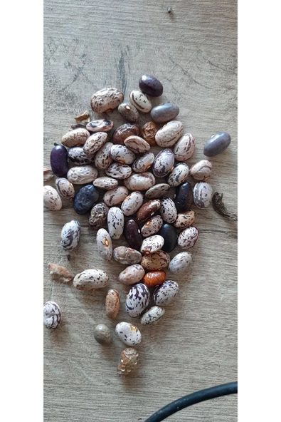 KOLUKISA TARIM ERKENCİ TİP ATA DEDE BARBUNYA SIRIK FASULYE TOHUMU - Resim 2