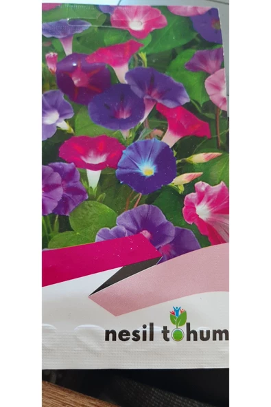 SARMAŞIK TOHUMU - Resim 2