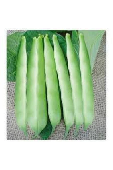 15 Adet Tohum Kılçıksız Sırık Ayşe Kadın Fasülye Tohum Fasulye Tohum - Resim 2