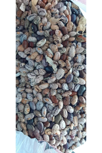 KOLUKISA TARIM ERKENCİ TİP ATA DEDE BARBUNYA SIRIK FASULYE TOHUMU - Resim 5