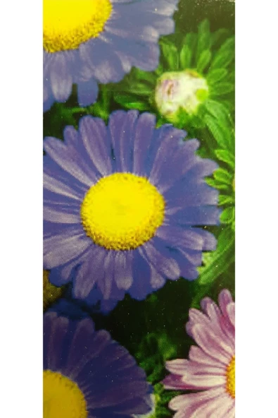 ASTER ÇİÇEĞİ TOHUMU - 4