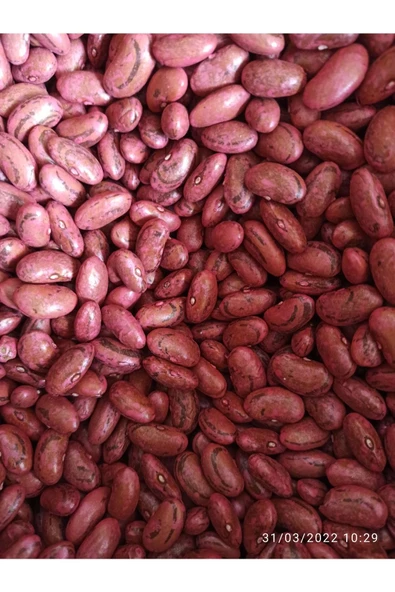 Fasulye Tohumu Perolar 100 Gr