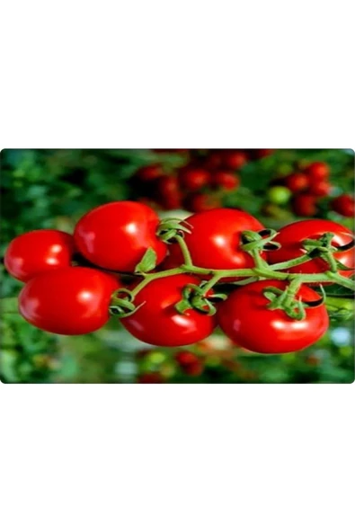 Bt Beybito Cherry Domates Tohumu (5 Gr) - 3