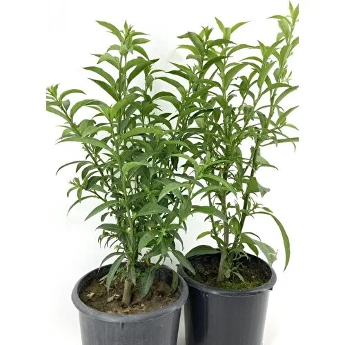 2 Adet 20-40 cm Kolonya Limon Çiçeği Akşam Gece Sefası Melisa