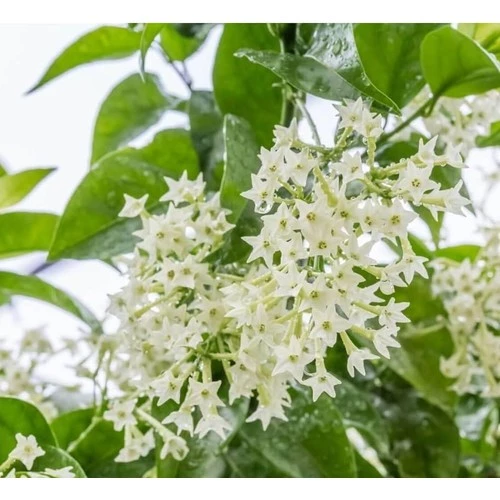 2 Adet 20-40 cm Kolonya Limon Çiçeği Akşam Gece Sefası Melisa - 3