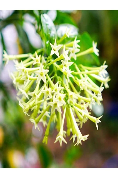 Cestrum Limon Melisa Çiçeği Fidanı ürün görseli