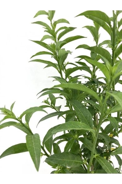 Melisa Çiçeği Fidanı 20-30 Cm