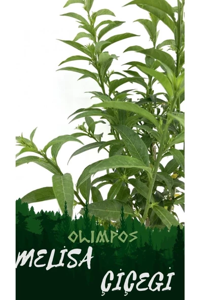 Nocturnum Limon Melisa Çiçeği Fidanı 10-20 cm