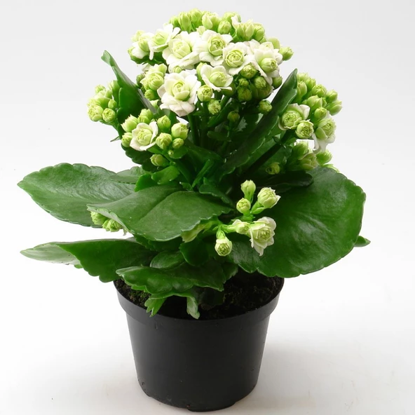 Beyaz Kalanşo Kalanchoe Emel Hanım Kardeş Kanı Çiçeği 10-20 cm - 1