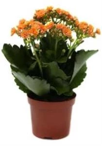 Portakal Renk Kalanşo Kalanchoe Emel Hanım Kardeş Kanı Çiçeği 10-20 cm ürün görseli