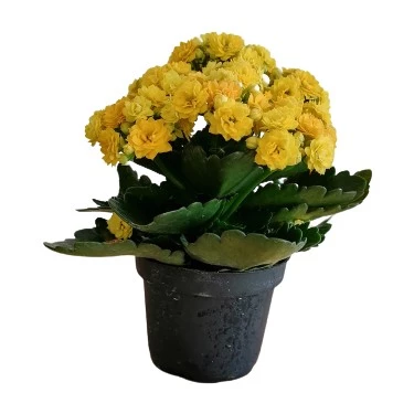 Sarı Kalanşo Kalanchoe Emel Hanım Kardeş Kanı Çiçeği 10-20 cm