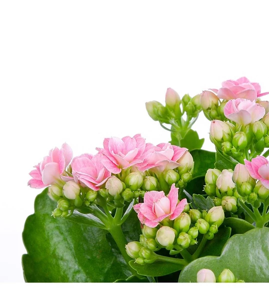 Açık Pembe Kalanşo Kalanchoe Emel Hanım Kardeş Kanı Çiçeği 10-20 cm