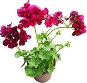 Sakız Sardunya Fidanı Bordo 10-20 cm ürün görseli 1