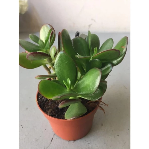 Crassula Şans Para Çiçeği Zenginlik Çiçeği Fidanı 25-30 Cm