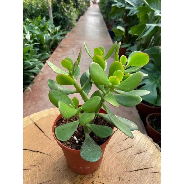 Crassula Ovata Para Çiçeği Fidanı 10-20 cm