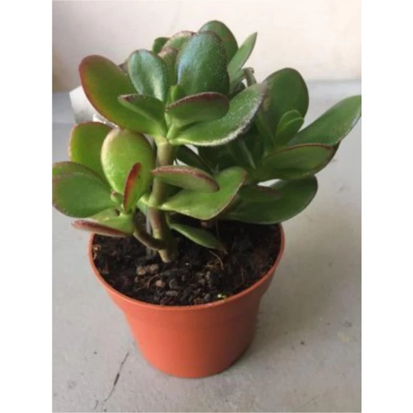 Crassula Şans Para Çiçeği Zenginlik Çiçeği Fidanı 25-30 Cm - 2