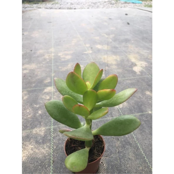 Para Çiçeği Fidanı 10-20 cm
