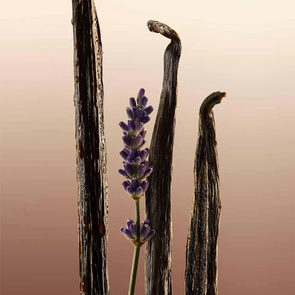 Burberry Goddess EDP 100 ml Kadın Parfüm - Resim 5