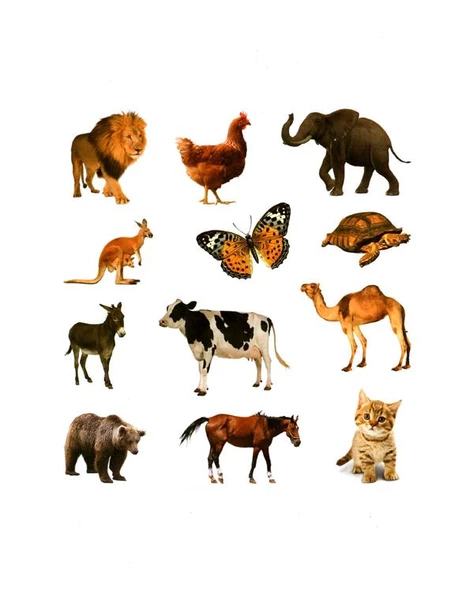 Çizgi Çizgi Etkinlik Hayvanlar 4 Yaş - Resim 3