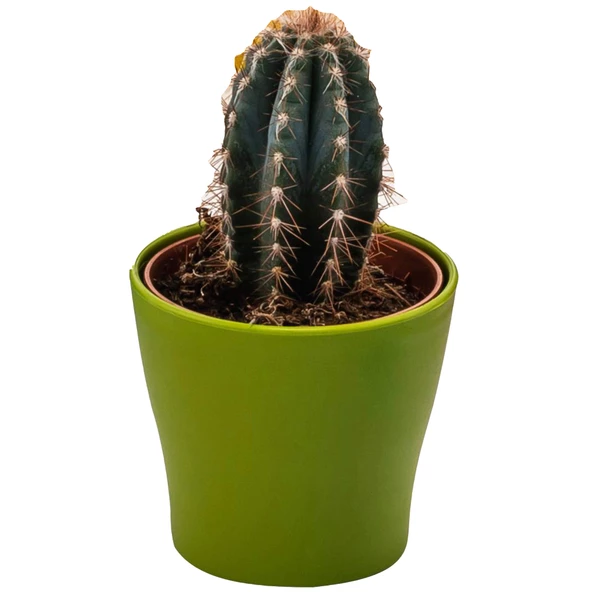 Poliwork 10 lu Gardenya 5,5 cm Plastik Renkli Kaktüs Saksısı - 3