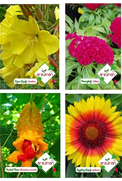 EZAN ÇİÇEĞİ - HOROZİBİĞİ - KUDRET NARI - AYYILDIZ ÇİÇEĞİ 4'LÜ TOHUM SETİ ürün görseli 1