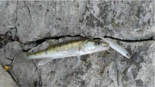 Lucky John Makora 3D Shad Tail 4'' Silikon Yem - 2