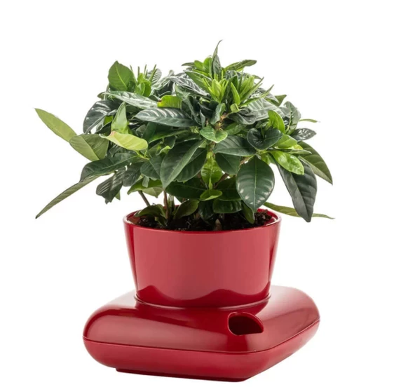 GRANDE HOME Poliwork Gala Dekoratif Tabaklı Saksı 3.5 Litre - 2