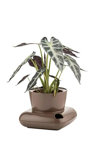 GRANDE HOME Poliwork Gala Dekoratif Tabaklı Saksı 3.5 Litre