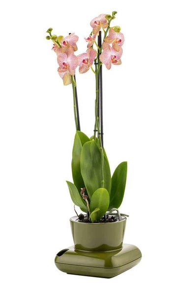 GRANDE HOME Poliwork Gala Dekoratif Tabaklı Saksı 3.5 Litre - 3