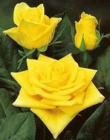 Sarı Gül Fidanı Saksıda - 2