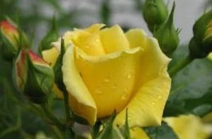 Sarı Gül Fidanı Saksıda - 3