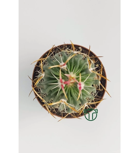 Echinofossulocactus Multicostatus Kaktüs Pembe Çiçekli Özel Tür Nadir Kaktüs 5.5 cm Saksida - 2