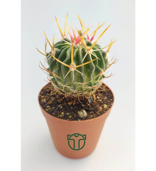 Echinofossulocactus Multicostatus Kaktüs Pembe Çiçekli Özel Tür Nadir Kaktüs 5.5 cm Saksida