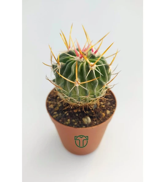 Echinofossulocactus Multicostatus Kaktüs Pembe Çiçekli Özel Tür Nadir Kaktüs 5.5 cm Saksida - 3