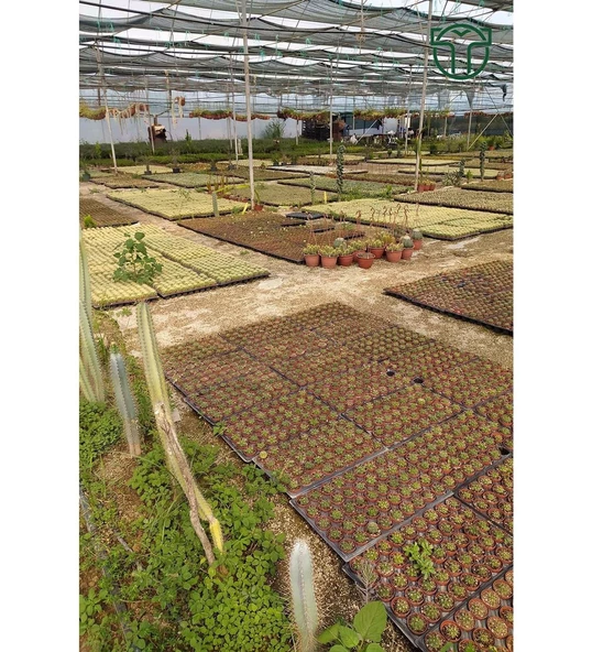 Echinofossulocactus Multicostatus Kaktüs Pembe Çiçekli Özel Tür Nadir Kaktüs 5.5 cm Saksida - 4