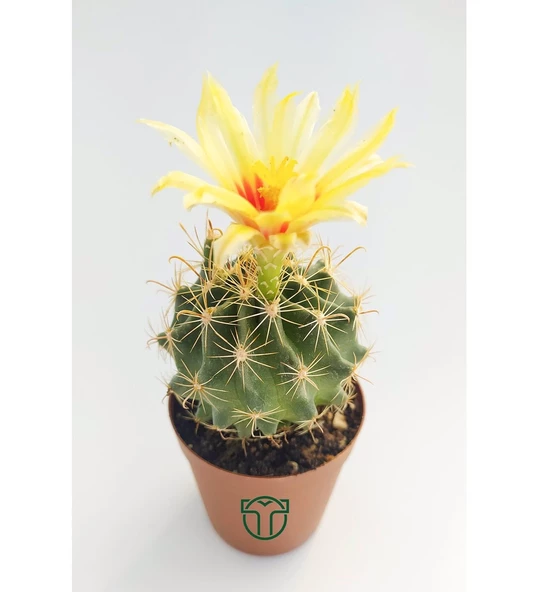 Thelocactus İdeas Çiçek Açan Kaktüs 5.5 cm Saksıda - 3