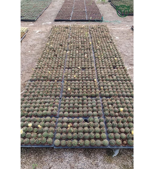 Thelocactus İdeas Çiçek Açan Kaktüs 5.5 cm Saksıda - 4